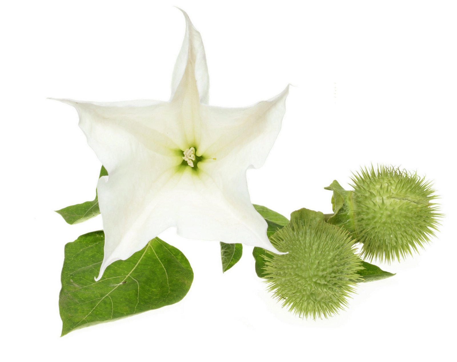 Datura