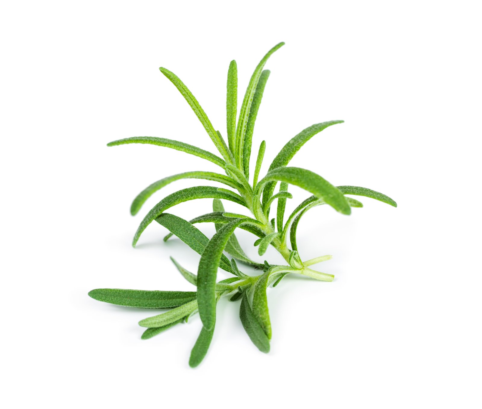 Rosemary