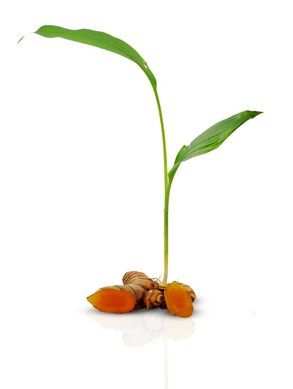 Turmeric